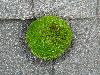 moss moisture  roof rot damage decay